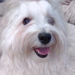 Obi - Havanese
