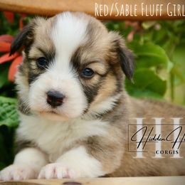 Red sable FLUFF girl 1 no tail - Sable female Pembroke Welsh Corgi puppy in Locust Grove, Oklahoma from Hidden Hillsides Corgis