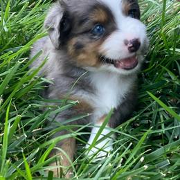 Miniature Australian Shepherd Puppies from Fancy Creek Mini Aussies