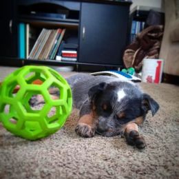 Australian Cattle Dog Puppies from Christensen Heelers