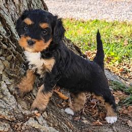 Cookie - Tri-color female Bernedoodle puppy in Crawfordsville, Indiana from Winding Creek Ranch Doodles
