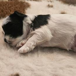 Miniature Schnauzer Puppies from 1 Smart choice Schnauzers babies