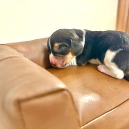 Oreo - White black and tan female Beagle puppy in Judsonia, Arkansas from Mayberry Acres Beagles and Basset Hounds