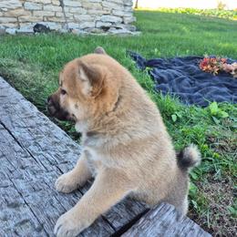 Sky - Black and tan female Shiba Inu puppy in Columbus Junction, Iowa from Liz's Shiba Inu
