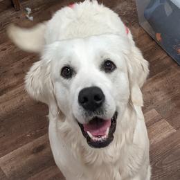 Candy - Golden Retriever