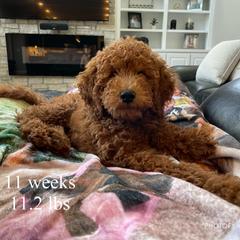 Irish Doodle Puppies from Morningside Doodles