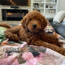 Irish Doodle Puppies from Morningside Doodles