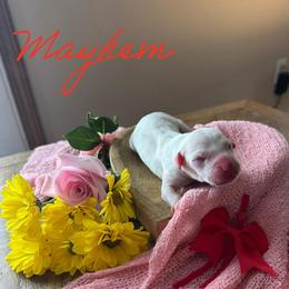 Mayhem - White and liver brown female Dalmatian puppy in Mount Vernon, Missouri from Spots & Spirals