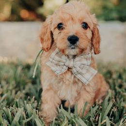 Green Boy - Red male Cavapoo puppy in Mckinney, Texas from Doodles of North Tx