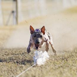 Twister - American Hairless Terrier