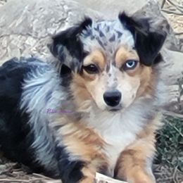 Gopher - Toy Australian Shepherd