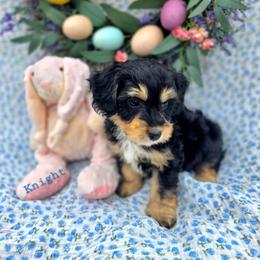 Knight - male Cavapoochon puppy in Bullard, Texas from Cavapoochon Central LLC