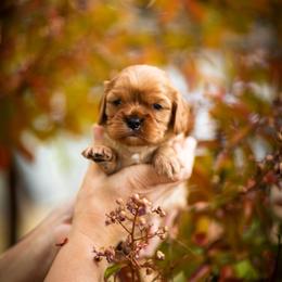 Cavalier King Charles Spaniel Puppies from Tsarevich Goldens and Cavaliers