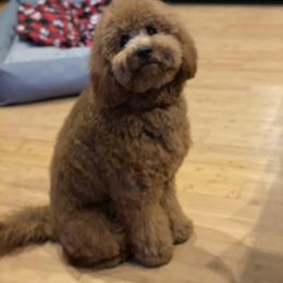 Goldendoodle All Grown Up from My Darlin Doodles