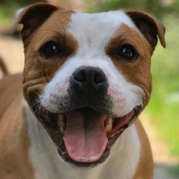 Staffordshire Bull Terriers from Manorview Staffords
