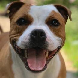 Staffordshire Bull Terriers from Manorview Staffords