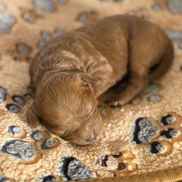 Tiny - Red female Cavapoo puppy in Raytown, Missouri from Ginger Doodle Babies