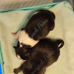 Pomeranian puppies from PepperJack Poms