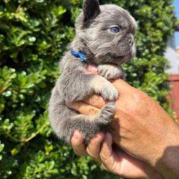 Silver - Tricolors male French Bulldog puppy in San Diego, California from Hlop Frenchies LLC