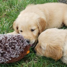 Golden Retriever Puppies from KM Golden Retrievers
