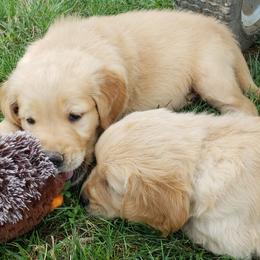 Golden Retriever Puppies from KM Golden Retrievers