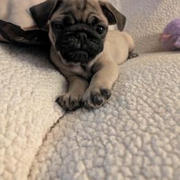 Pug Puppies from Lisa's Pugalicious Pugs