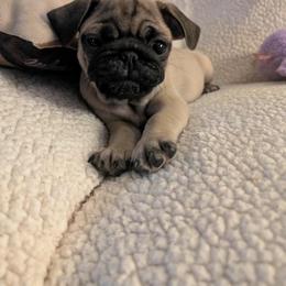 Pug Puppies from Lisa's Pugalicious Pugs