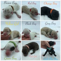 Bernedoodle and Goldendoodle Puppies from Bailey Mountain Doodles