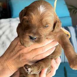 Boy 6 - Goldendoodle puppy in Kaysville, Utah from Princess Leih Puppies!