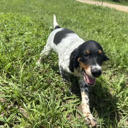 Boy 4 - Blue belton and tan (tri-color) male English Setter puppy in Potosi, Wisconsin from Point and Flush Gun Dogs