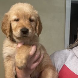 Golden Retriever Puppies from Golden Breed