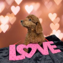 Happy - Red  male Poodle puppy in Mongomery, Texas from Celestial Jewels Poodles