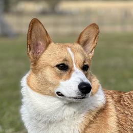 Peaches - Pembroke Welsh Corgi