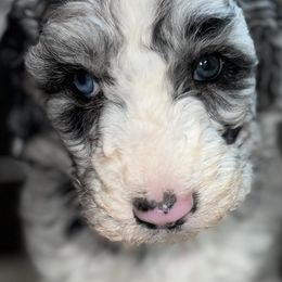 Aussiedoodle, Australian Shepherd, and Toy Australian Shepherd Puppies from Tumblin T Aussies and Aussiedoodles