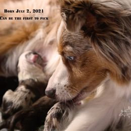 Miniature Australian Shepherd Puppies from Whispering Trail Miniature Aussies