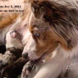 Miniature Australian Shepherd Puppies from Whispering Trail Miniature Aussies