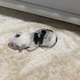 Boy 2 - Blue merle and white male American Corgi puppy in Decatur, Texas from Bar S Corgis