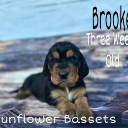 Brooke - Black tan and white female Basset Hound puppy in Marianna, Florida from Sunflower Bassets