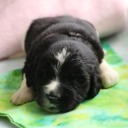 Sweet Pea  (Lime Green) - White and black female Newfoundland puppy in Kimball Twp, Michigan from Pine River Newfoundlands