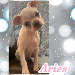 Aries - Seal and white female Boston Terrier puppy in Brazos Point, Texas from TX Southern Belle Boston Terriers