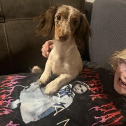 Dachshund Puppies from Nicholes Doxies