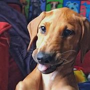 Azawakh Puppies from Kel Simoon Azawakh
