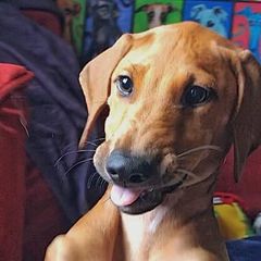 Azawakh Puppies from Kel Simoon Azawakh