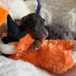 Cappuccino - Merle male Bernedoodle puppy in Toledo, Ohio from Avery Doodle Day LLC