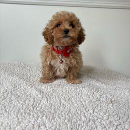 Tully - Apricot male Maltipoo puppy in Feasterville Trevose, Pennsylvania from HMH’s Maltipoos & Cavaliers