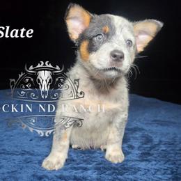 Slate - Blue male Australian Cattle Dog puppy in Silsbee, Texas from Rockin ND Ranch