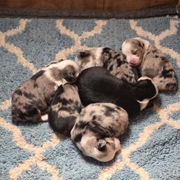 Miniature Australian Shepherd puppies from Star B Cattle and Aussies