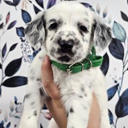 Bop It - White and black male Dalmatian puppy in Gray, Georgia from Fuller Spots