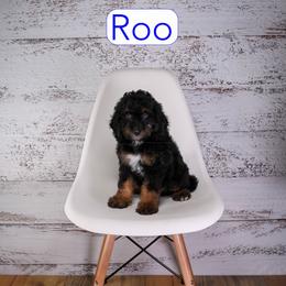 Roo - Black and white male Cavapoo puppy in Calhoun, Georgia from Happy Top Doodles