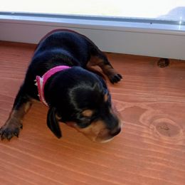 Dachshund Puppies from Muffin Meadows Doxies